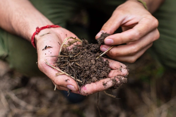 Unas Manos sosteniendo compost ecológico